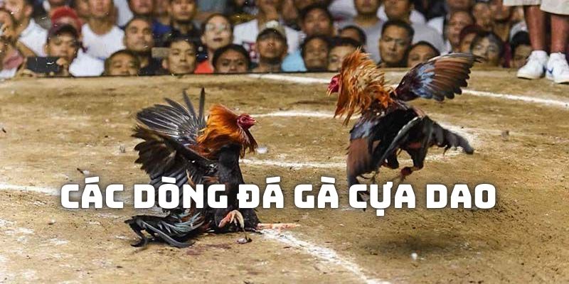 Lựa chọn các dòng cựa dao để tham chiến