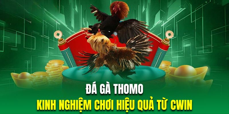 Đá gà thomo cùng cwin tìm hiểu