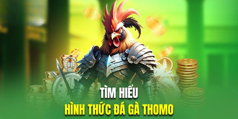 Đá gà Thomo không chỉ là một môn giải trí, mà còn là vẻ đẹp của truyền thống