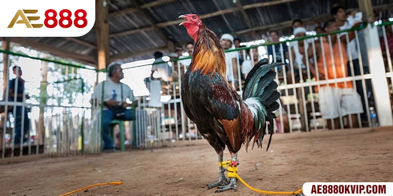 Để thành công trong trò chơi gà đá cựa dao, trang bị đồ dùng là điều cần thiết