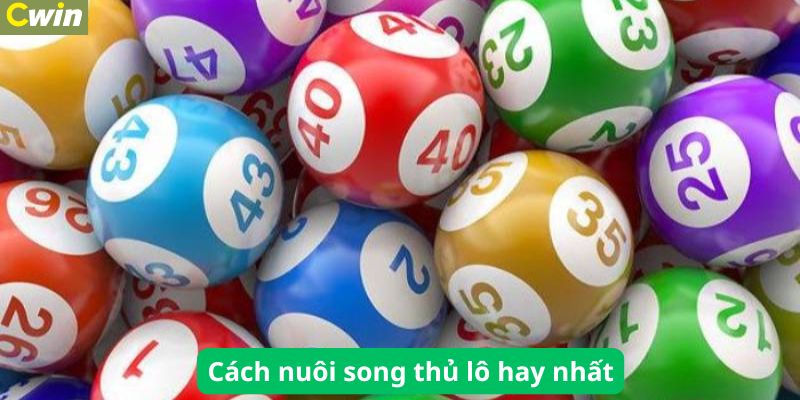 Bật mí kinh nghiệm nuôi song thủ lô hiệu quả nhất