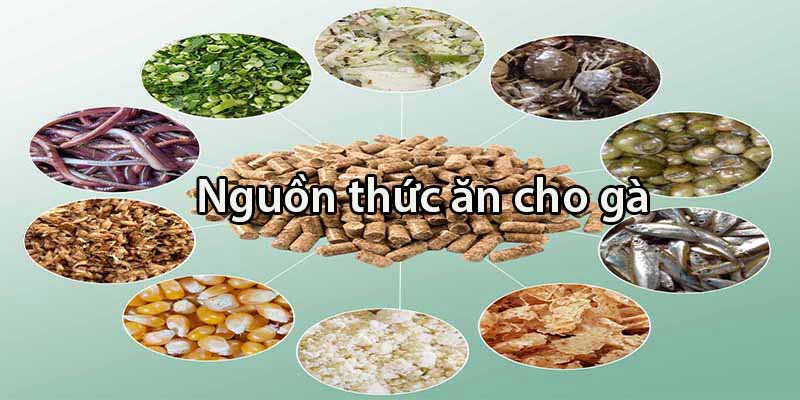 Nguồn thức ăn chính cho gà chọi